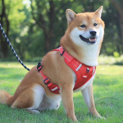 Pet Harness Vest